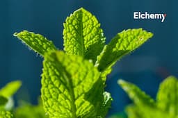 Growing Trend Of Procurement Of Natural Menthol Crystals Instead Of Synthetic Menthol Crystals